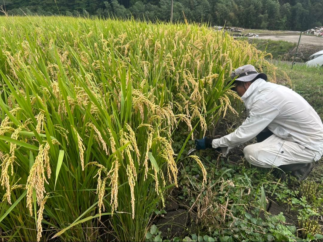 2025年産　新米　ヒノヒカリ　大分産　10kg