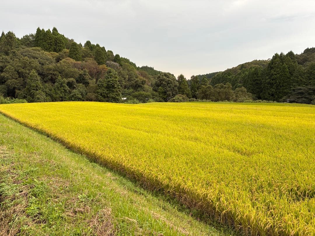 2025年産　新米　ヒノヒカリ　大分産　10kg