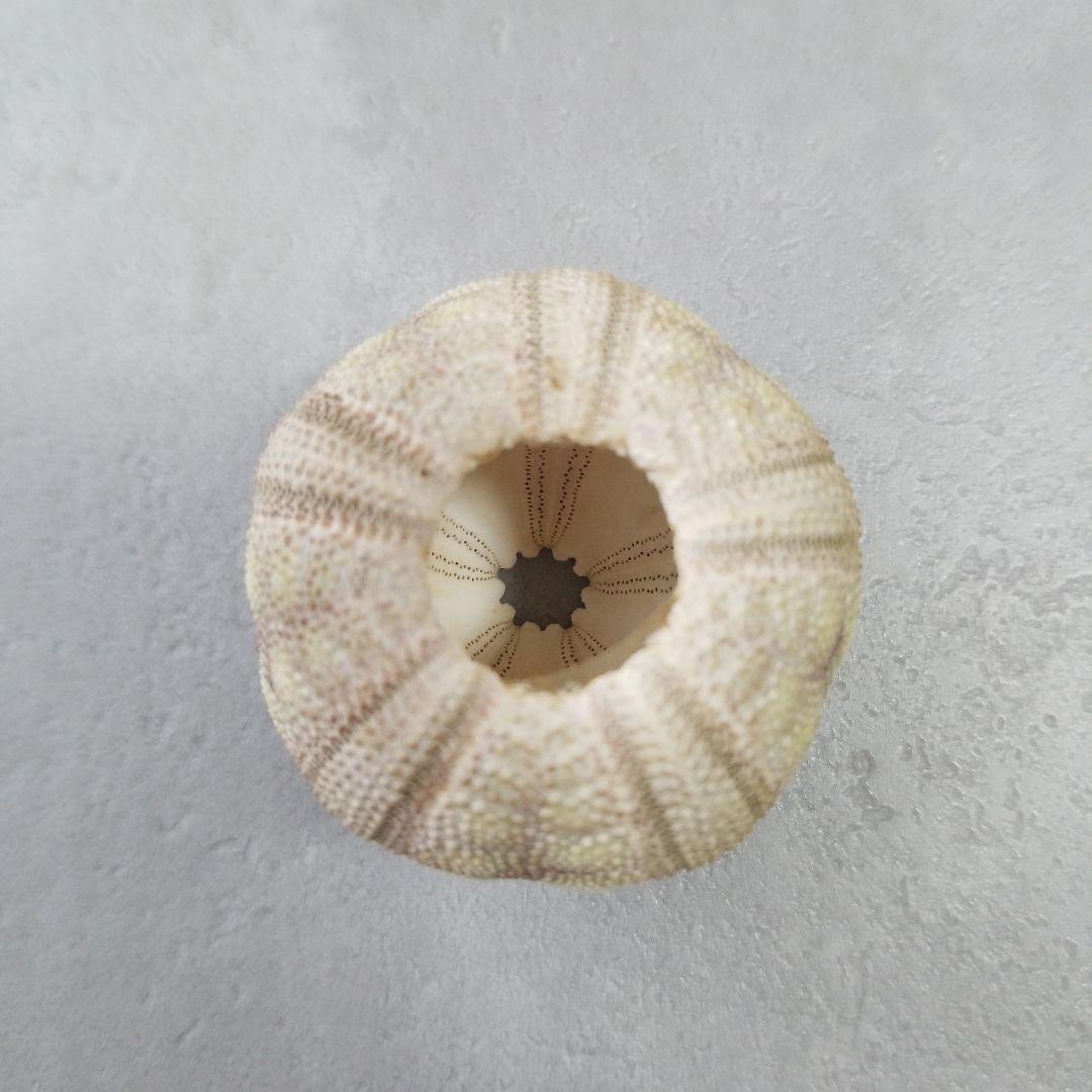 Microcyphus rousseaui　ウニ　殻　大