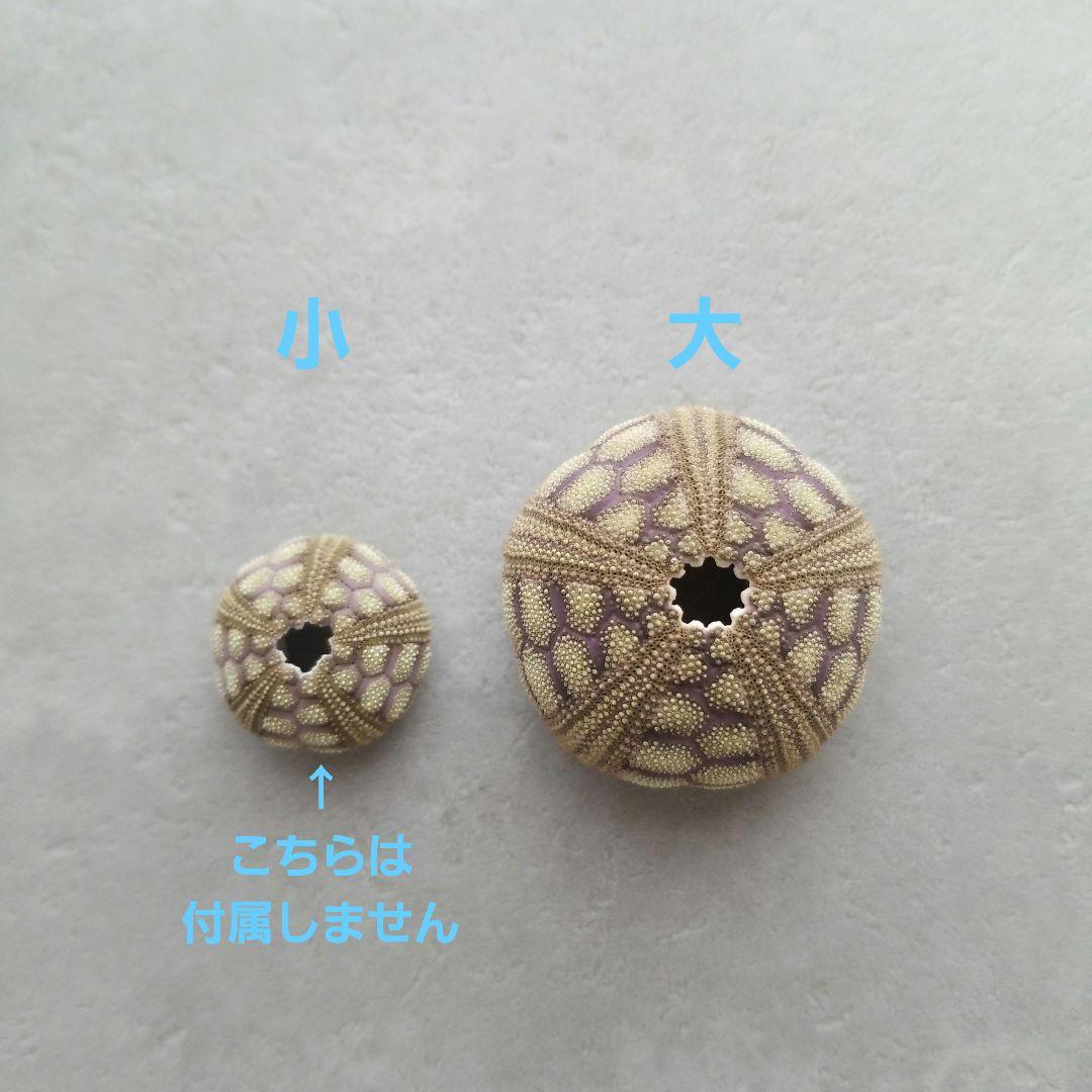 Microcyphus rousseaui　ウニ　殻　大