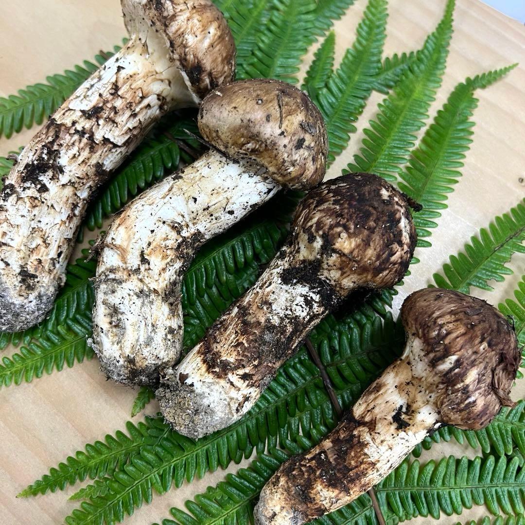 送料無料 岡山県中国山地産 松茸 295g＋おまけ1本 朝採れ