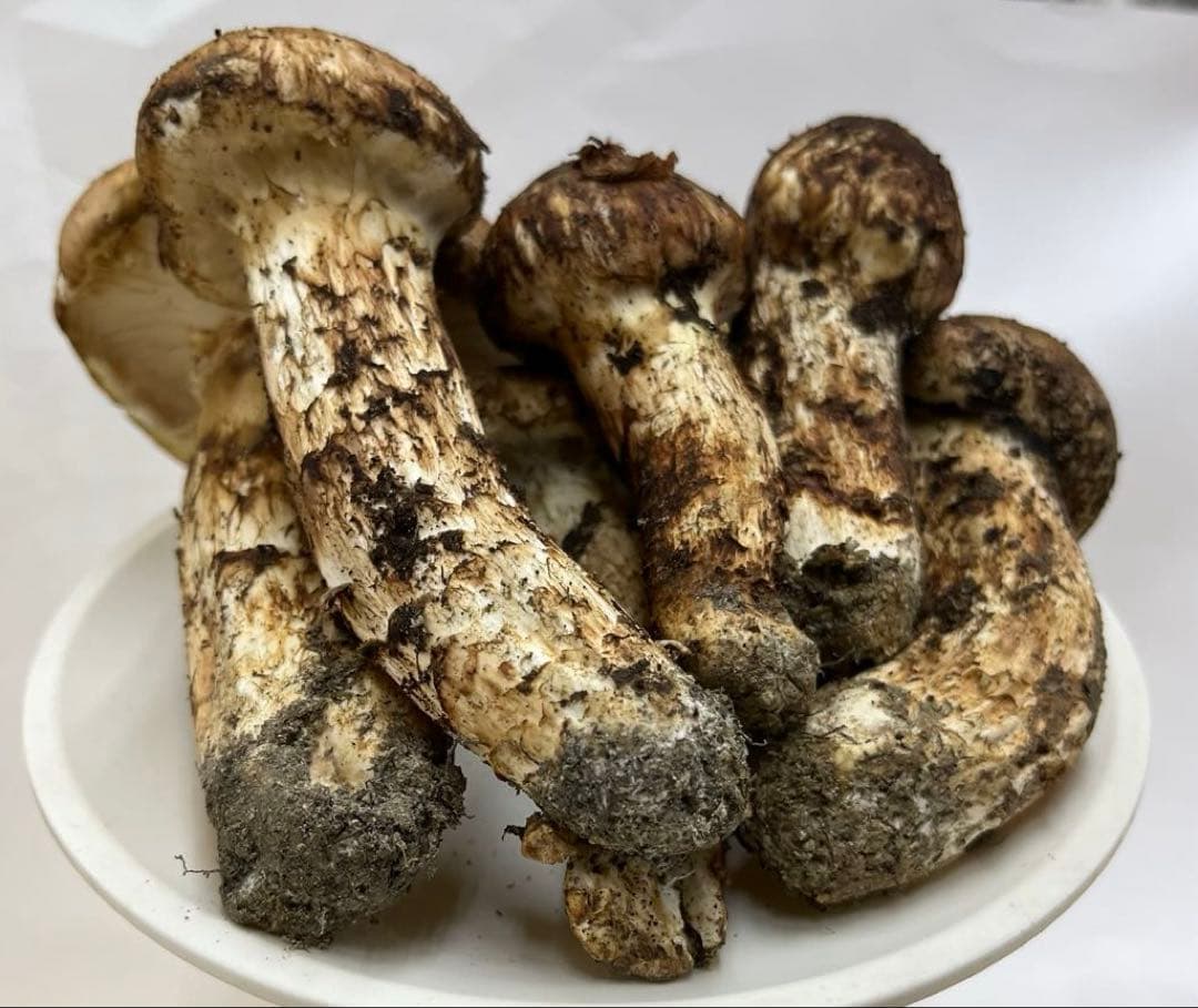 送料無料 岡山県中国山地産 松茸 295g＋おまけ1本 朝採れ