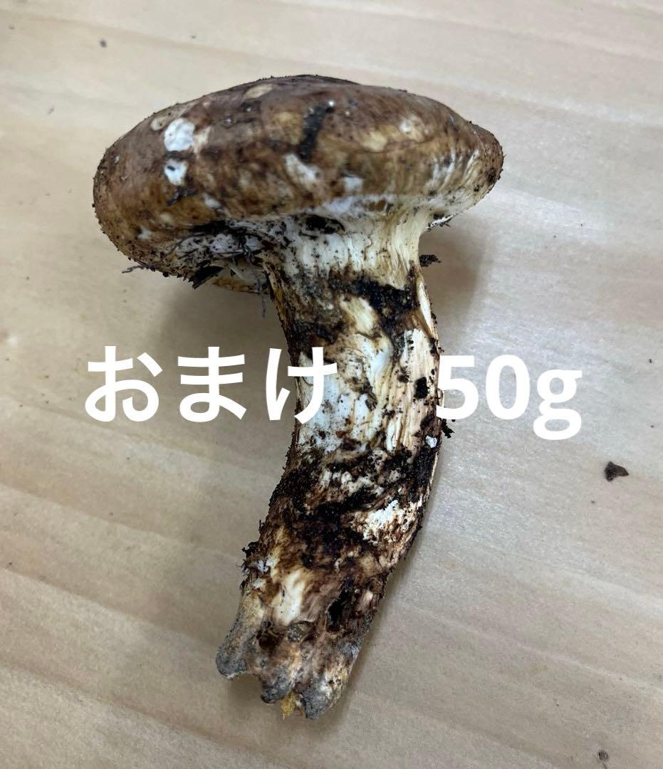 送料無料 岡山県中国山地産 松茸 295g＋おまけ1本 朝採れ