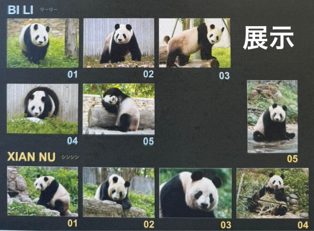 上野 パンダ 春節祭 ブラインドピンナップポスター リーリー シンシン
