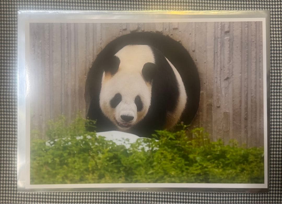 上野 パンダ 春節祭 ブラインドピンナップポスター リーリー シンシン