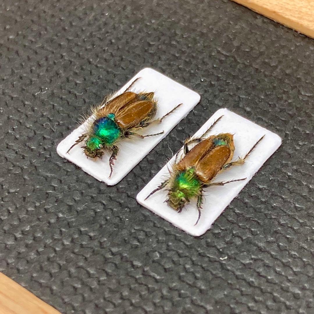 青く輝くイランのヒゲブトハナムグリ【標本】