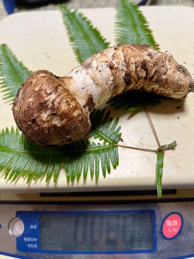 【専用です】大阪泉州産天然松茸　採れたて松茸　極上品2本180g 国産