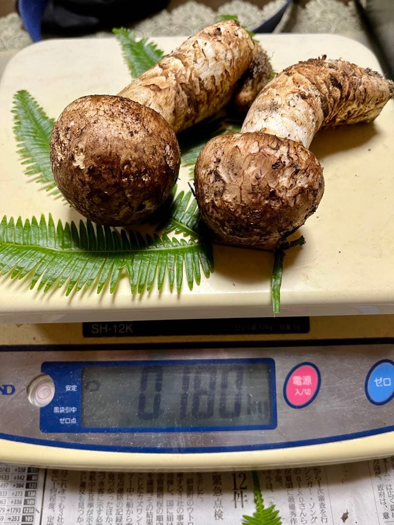 【専用です】大阪泉州産天然松茸　採れたて松茸　極上品2本180g 国産