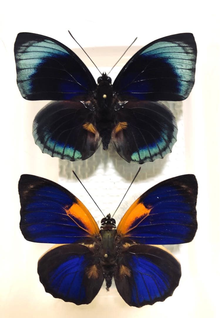 蝶標本　アグリアス2種セット 2