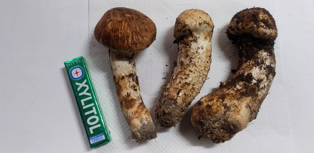 1 国産　松茸　長野県　送料込み