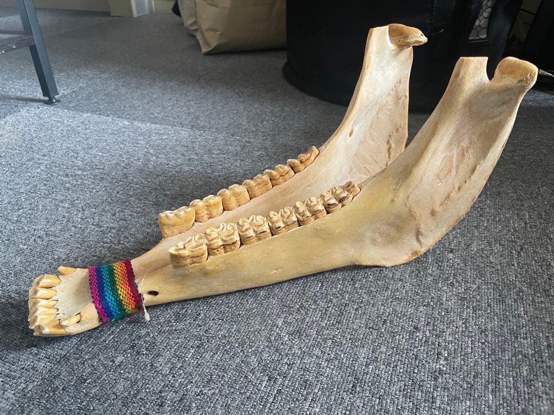 キハーダ ロバの下顎