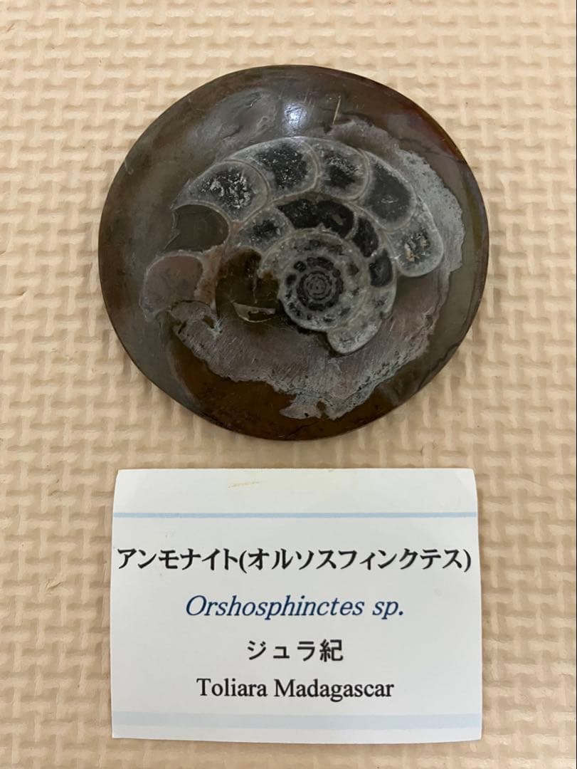 アンモナイト化石 マダガスカル産　ジュラ紀