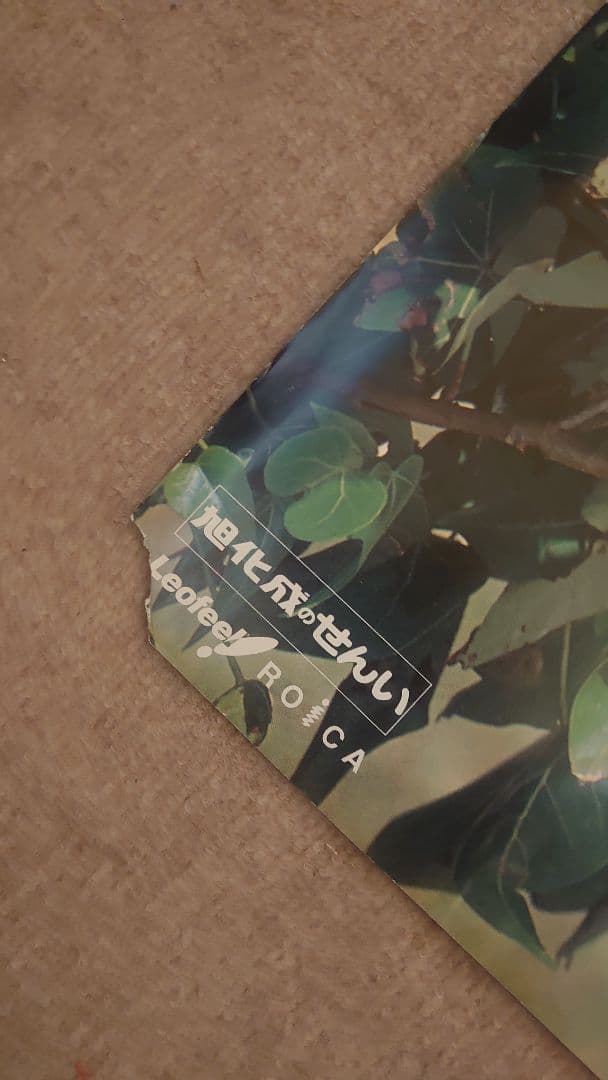 松嶋菜々子 旭化成 特大 水着ポスター B1①