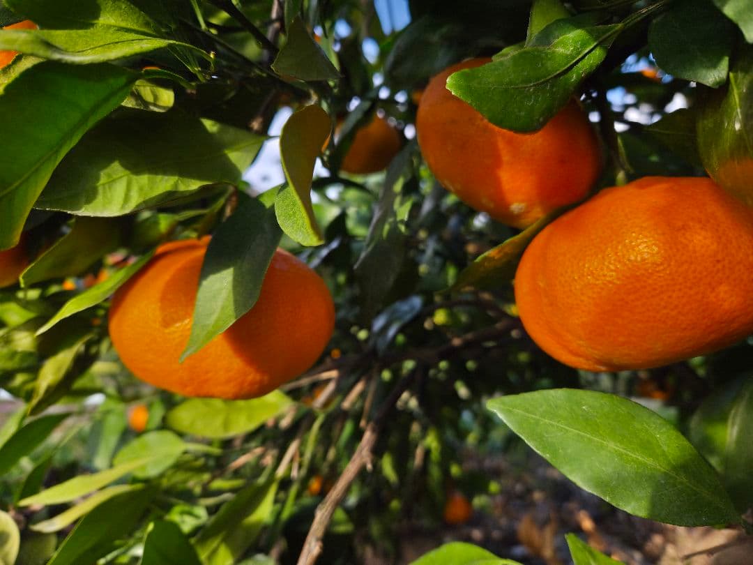 甘平10キロ　愛媛　中島産