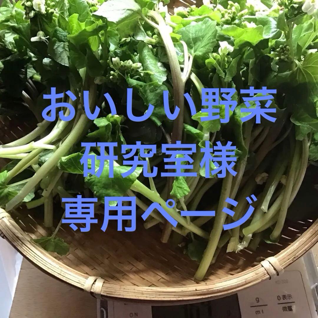 秋田の天然山菜山わさび、花ワサビ　2kg