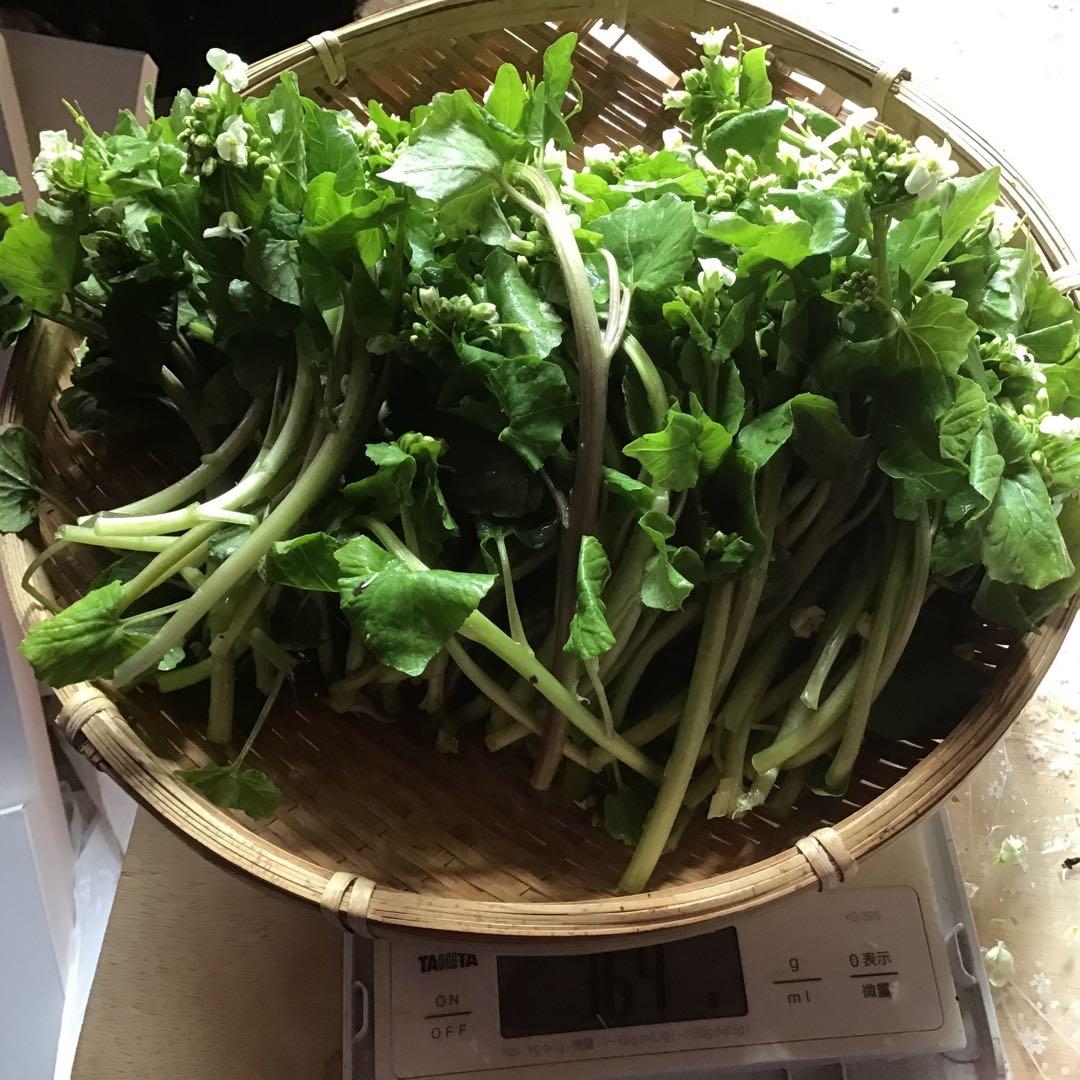 秋田の天然山菜山わさび、花ワサビ　2kg
