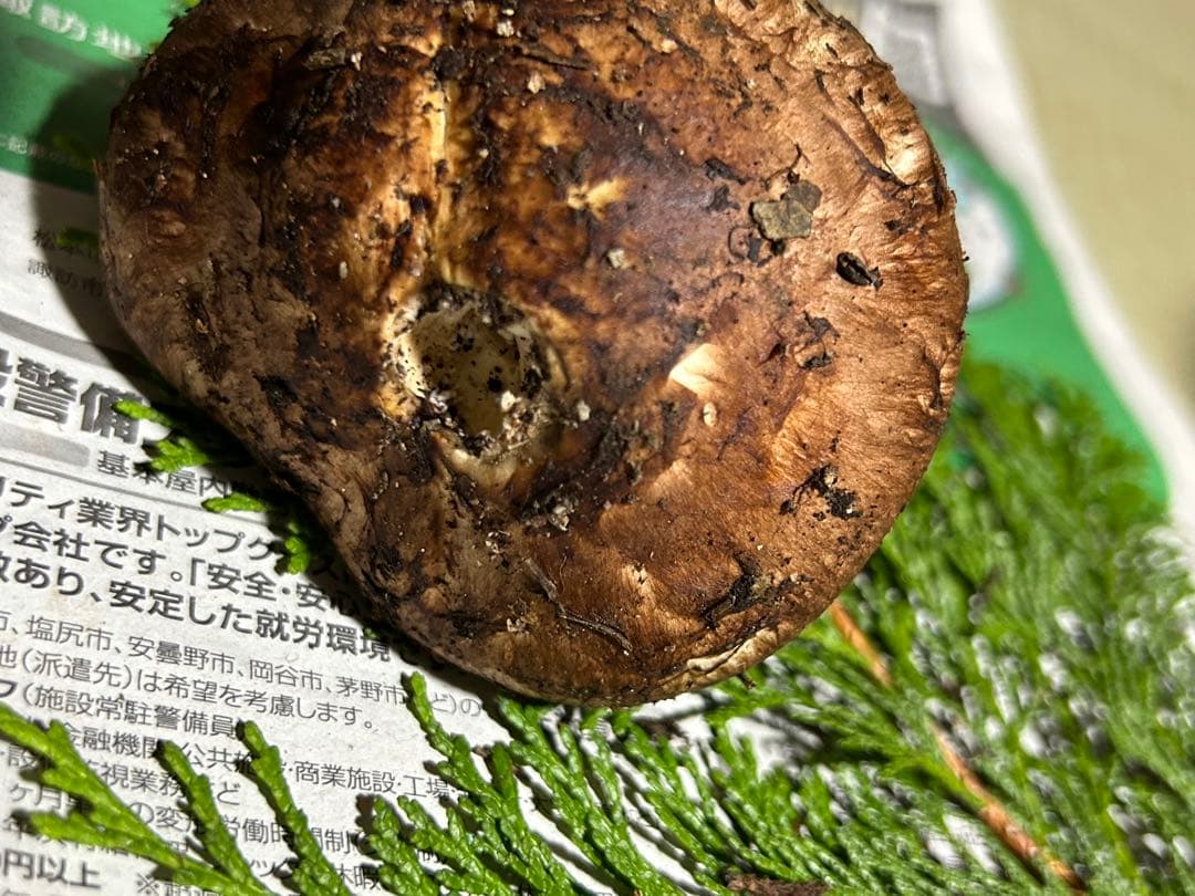 ☆信州産松茸☆今現在約100グラム☆まつたけ☆クール便送料着払い☆国産松茸☆③☆