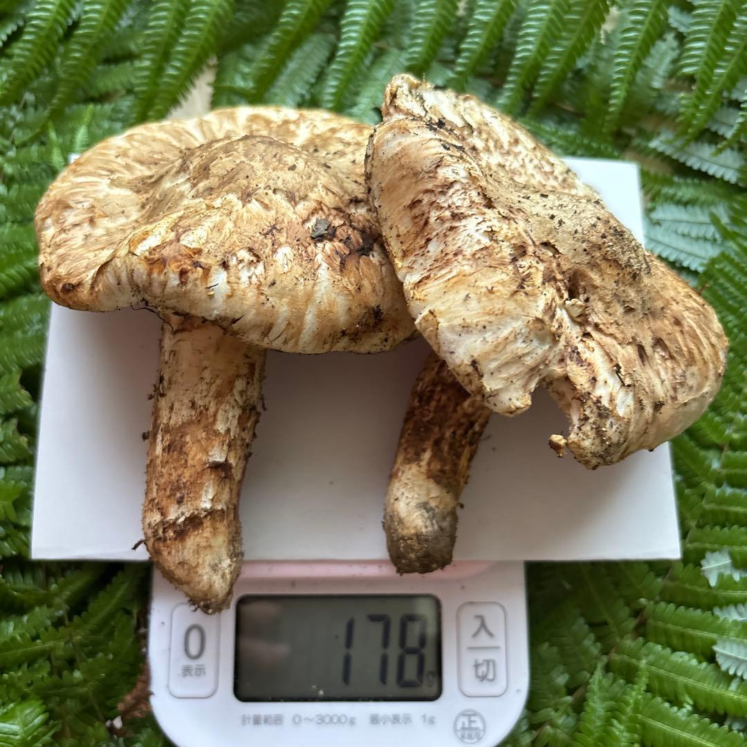 広島県産 松茸 ５本 （415g）⑦