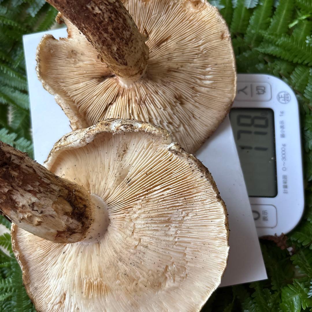 広島県産 松茸 ５本 （415g）⑦