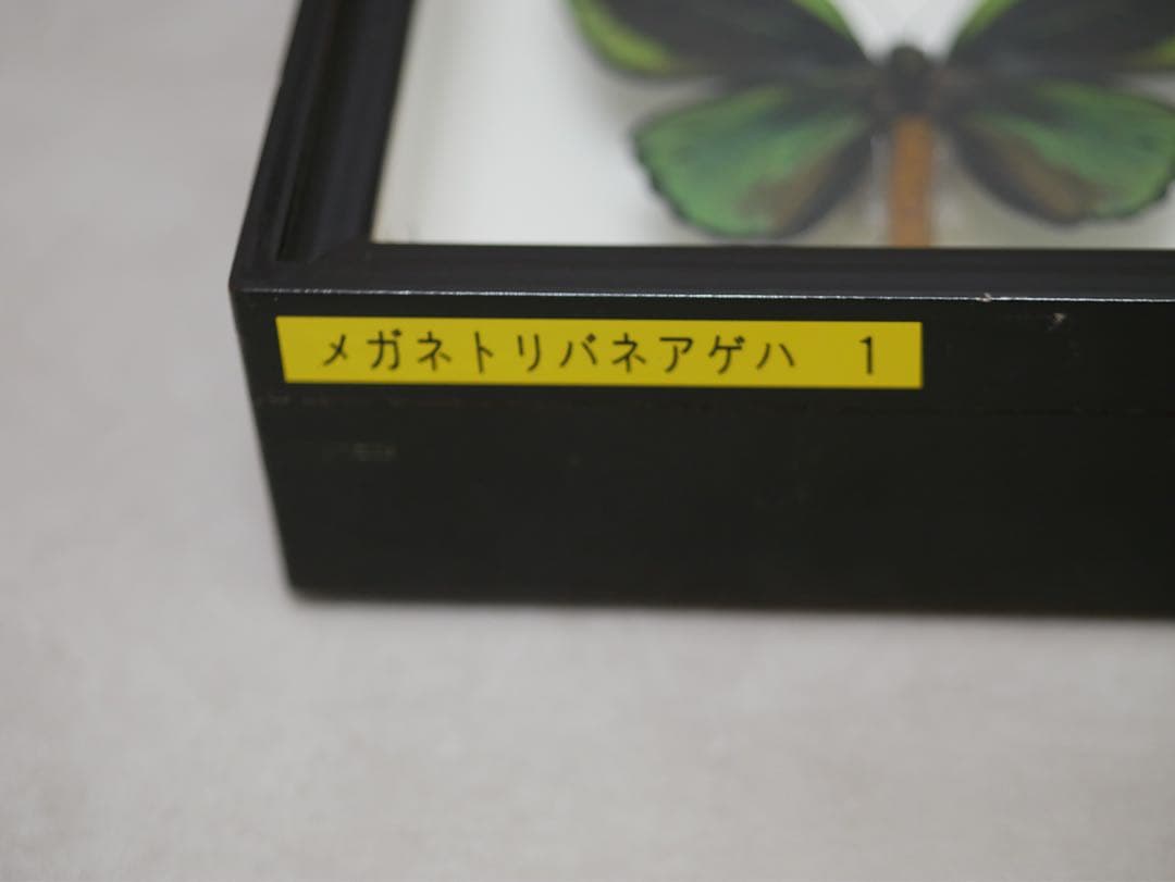 蝶標本 大型メガネトリバネアゲハ② 産地別コレクション 研究用 大型ドイツ箱