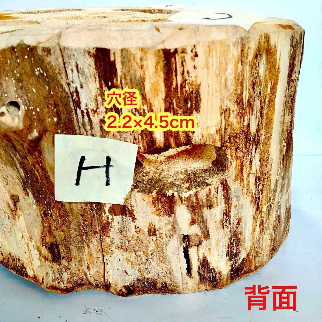 特大隠れ家　天然樹洞　登り木　クワリウム　クワガタ　止まり木　シェルター　エサ皿