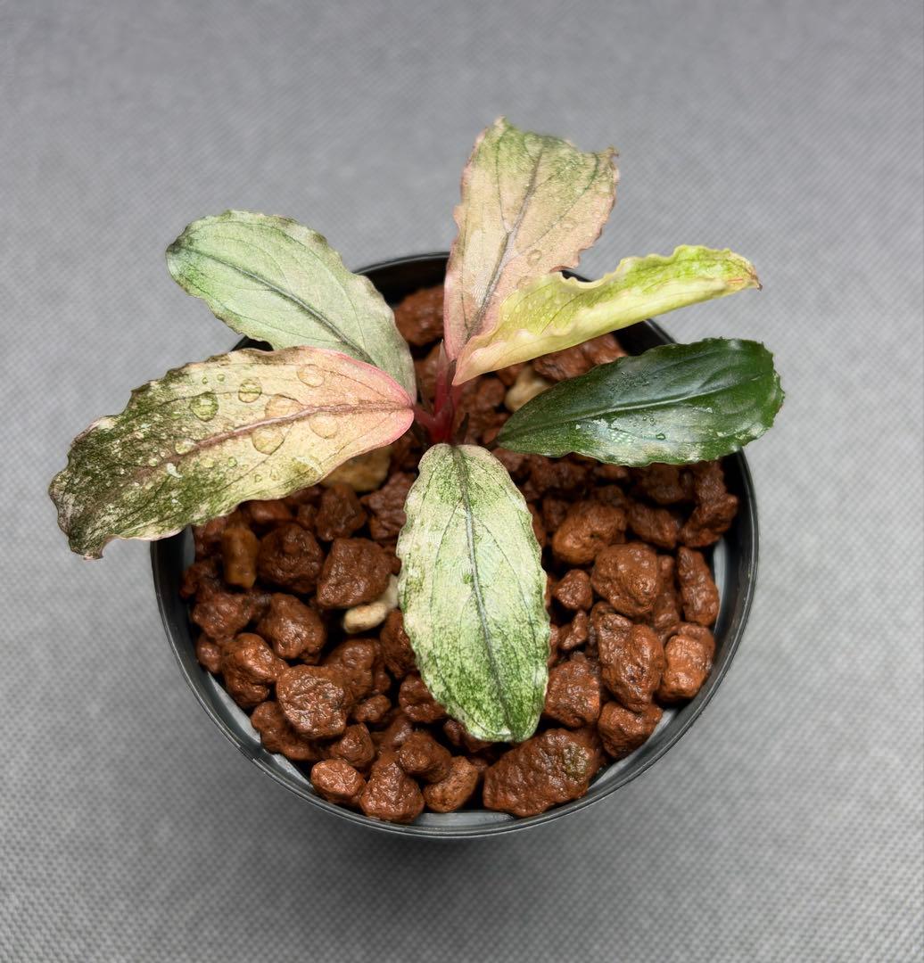 ブセファランドラ sp. ピンクバリエガータ