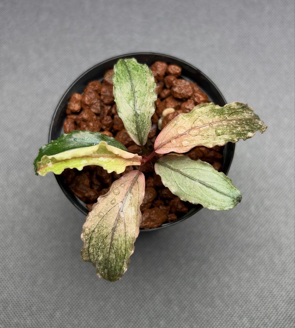 ブセファランドラ sp. ピンクバリエガータ