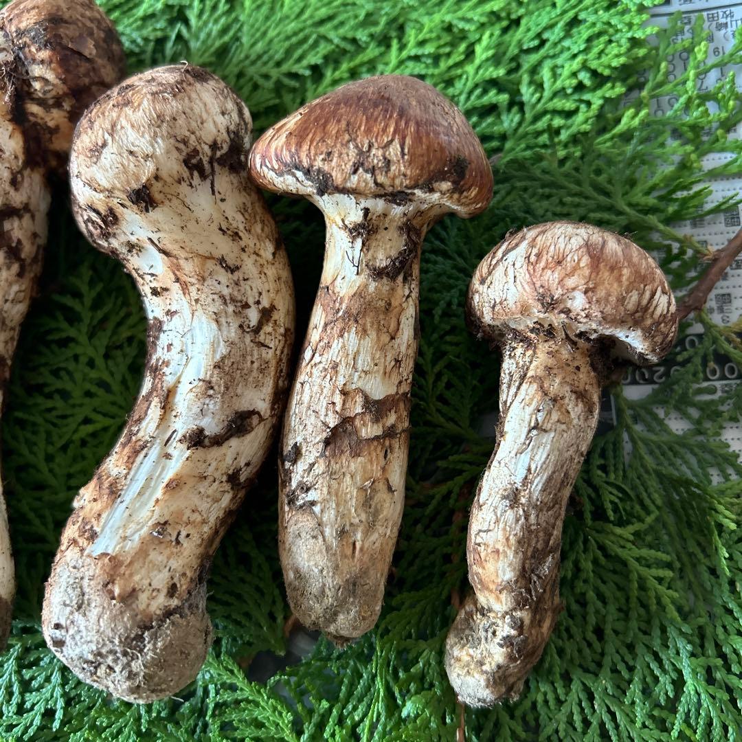 岩手県産‼️天然松茸‼️150ｇおまけ付き(40ｇ)