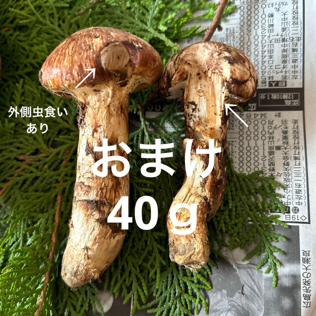 岩手県産‼️天然松茸‼️150ｇおまけ付き(40ｇ)