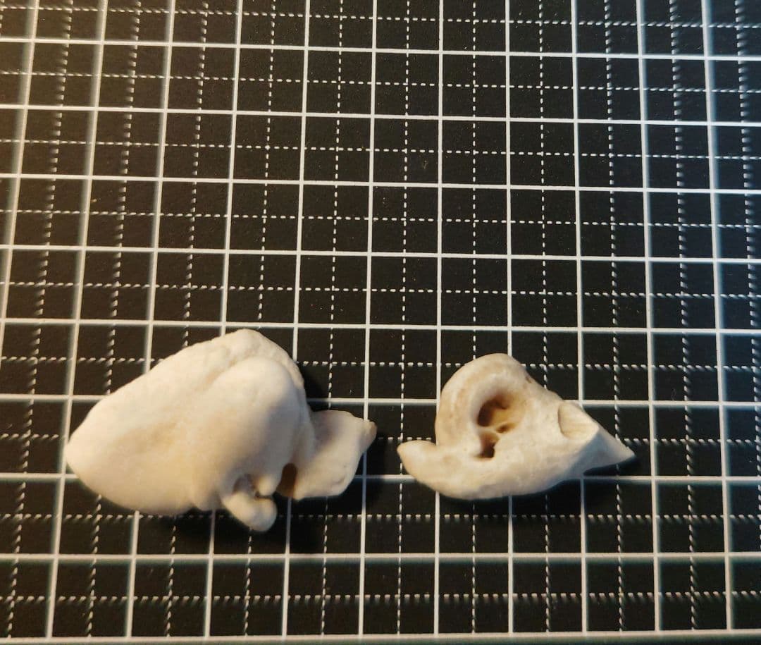 イルカ耳骨セット 希少！