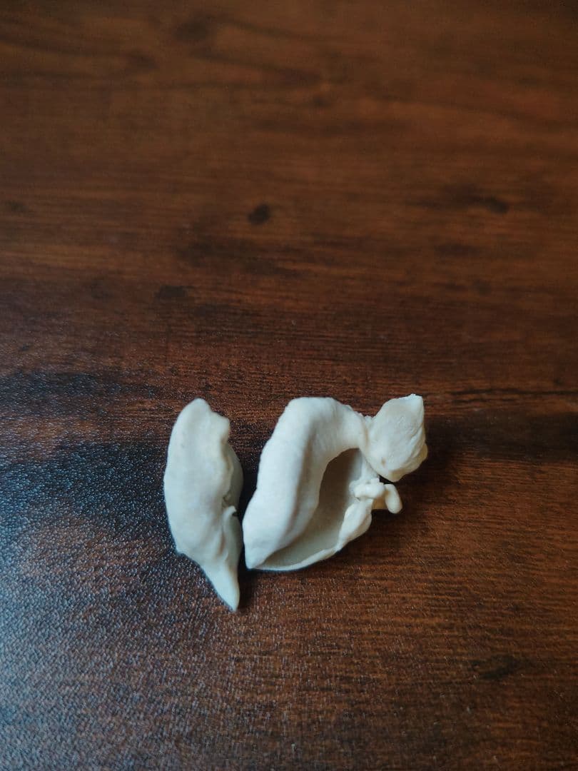 イルカ耳骨セット 希少！