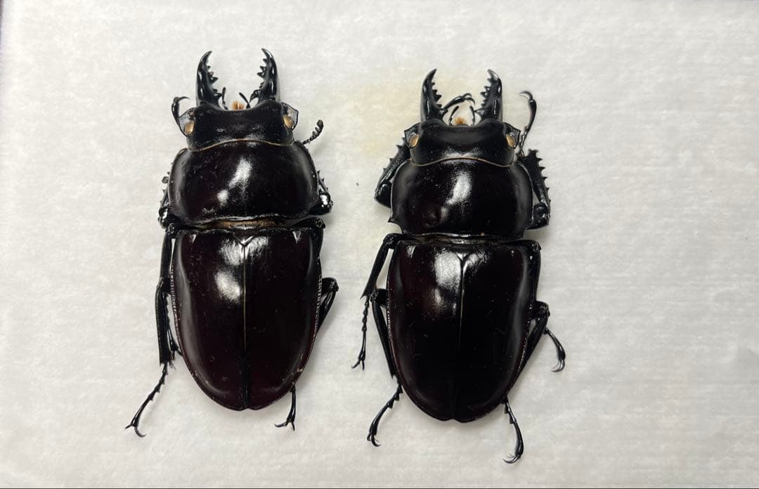 ヤエヤママルバネクワガタ♂2頭標本
