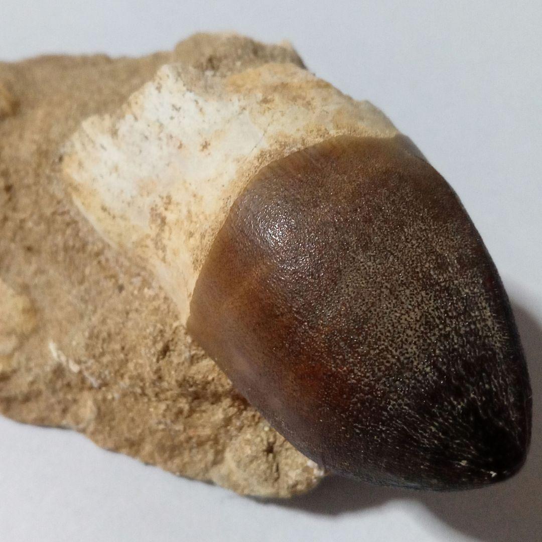 恐竜　歯化石　モササウルス　特大歯　極美麗