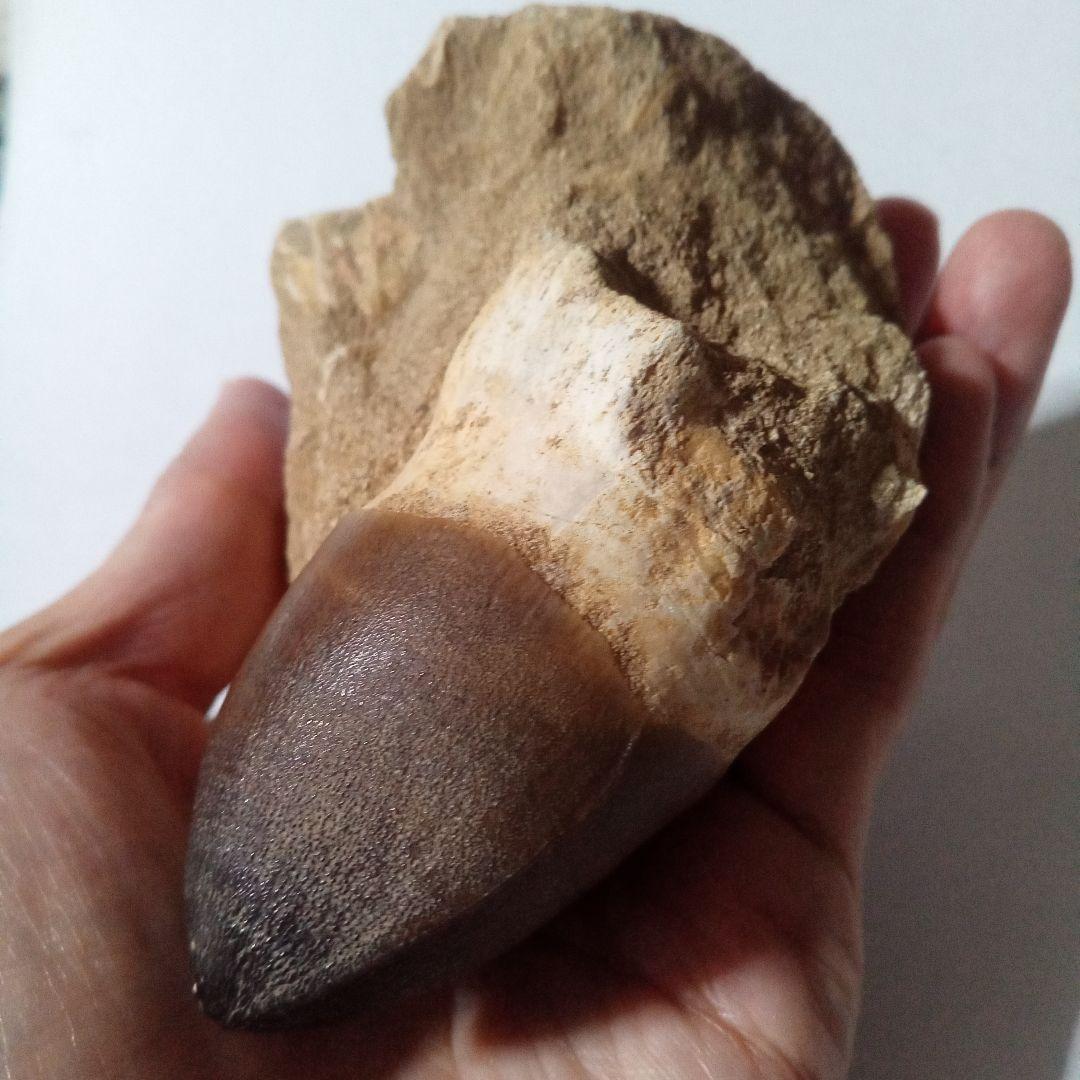 恐竜　歯化石　モササウルス　特大歯　極美麗