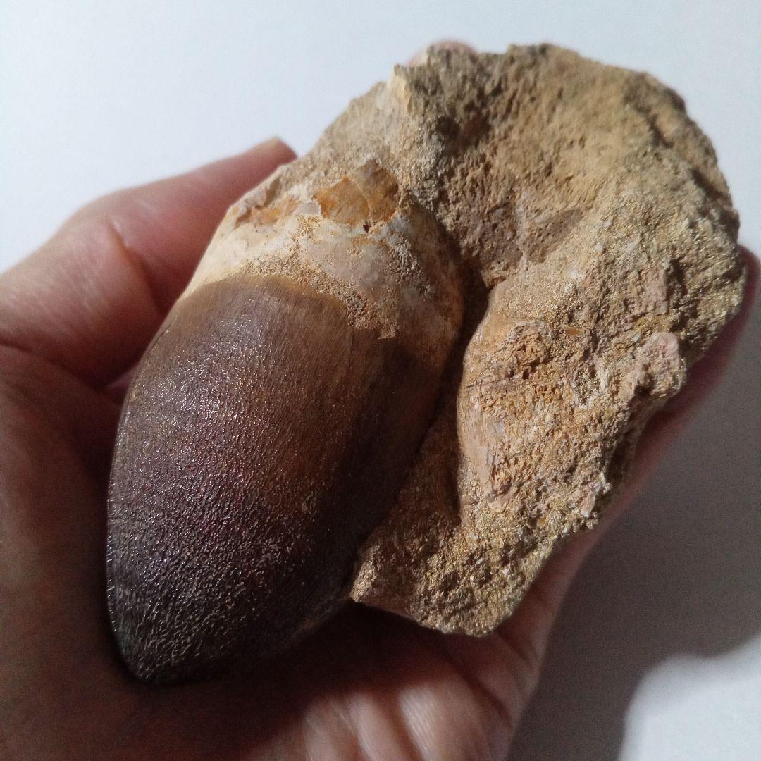 恐竜　歯化石　モササウルス　特大歯　極美麗