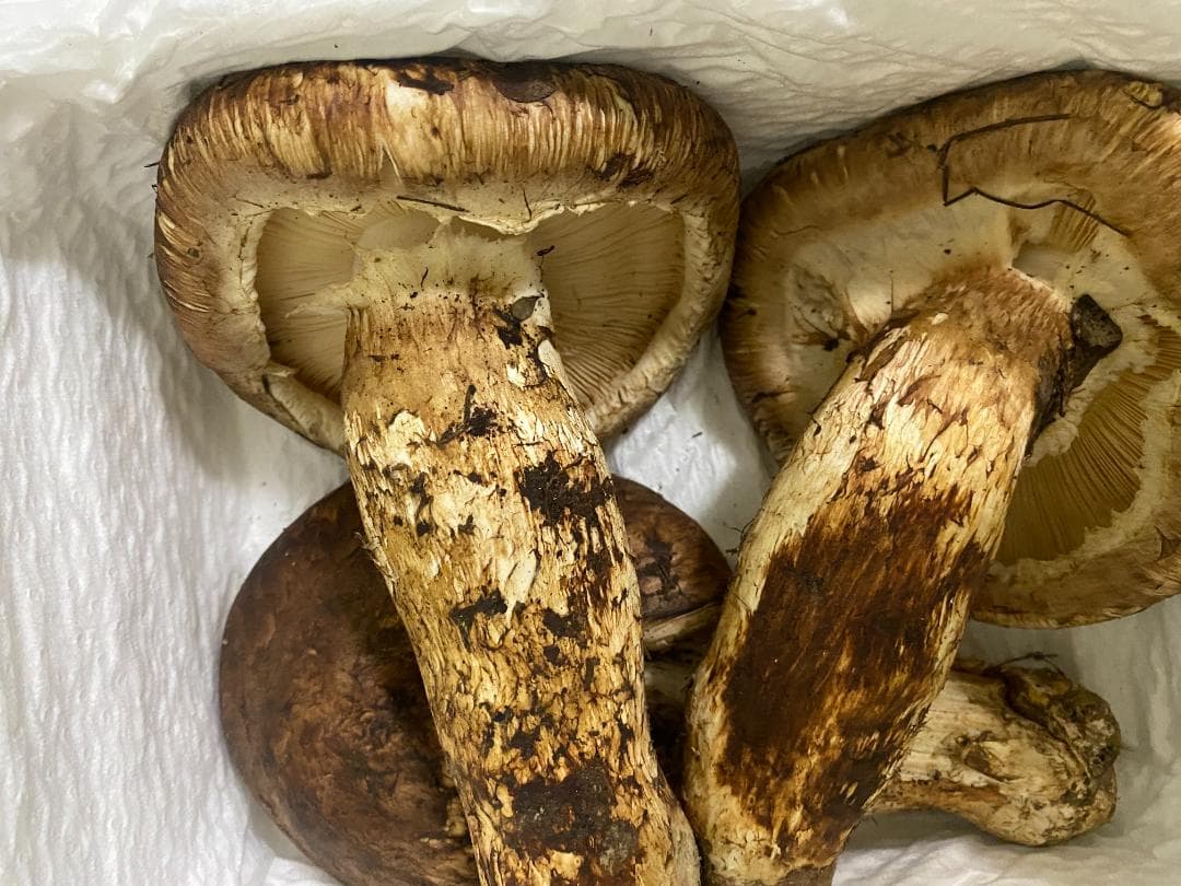 フレッシュ松茸・ビッグサイズ３本１ｋｇ