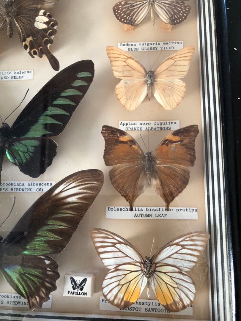 値下げ‼️蝶の標本 15種 Papillon製