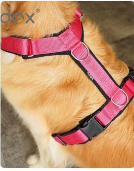 4dogコンフォートプラスハーネスM・スウィッチリーシュ2M/20mm