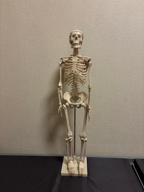 美品★人体骨格模型　80cm　1/2サイズ 骸骨