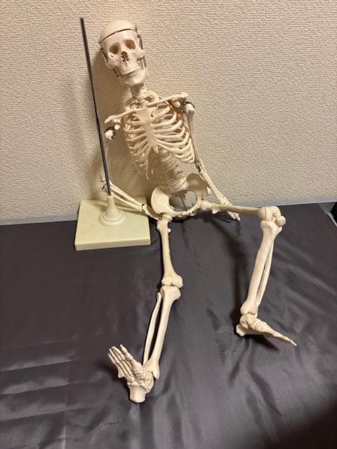 美品★人体骨格模型　80cm　1/2サイズ 骸骨