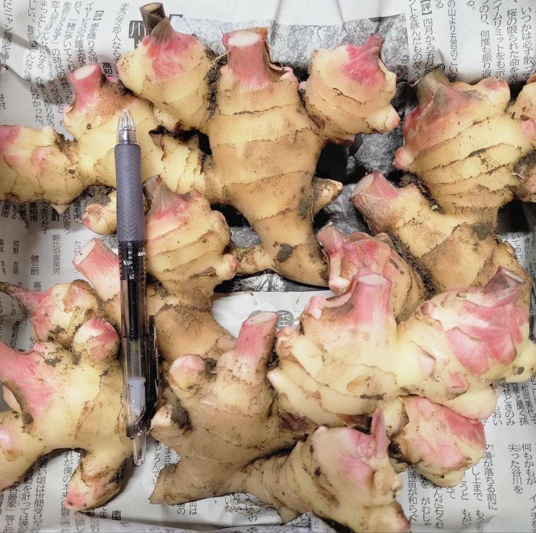 ☆10kg新生姜(土付き)