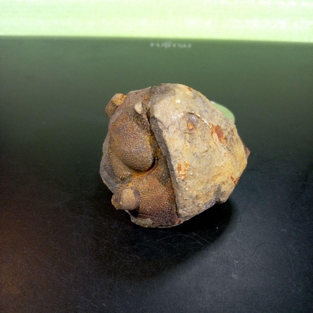 三葉虫　化石　fossil　ボリビア　trilobite　海生動物　三葉虫識別⑧