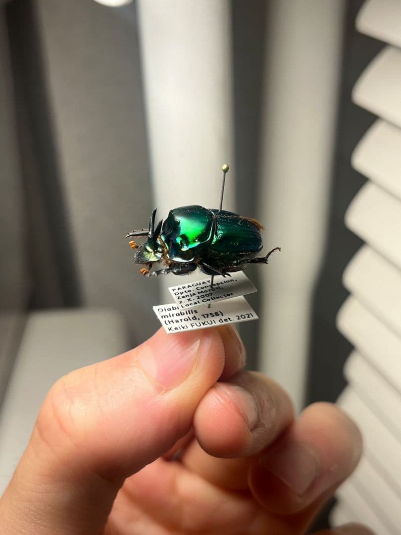 【極美展足】Diabroctis mirabilisダイコクコガネ 22mm♂フ