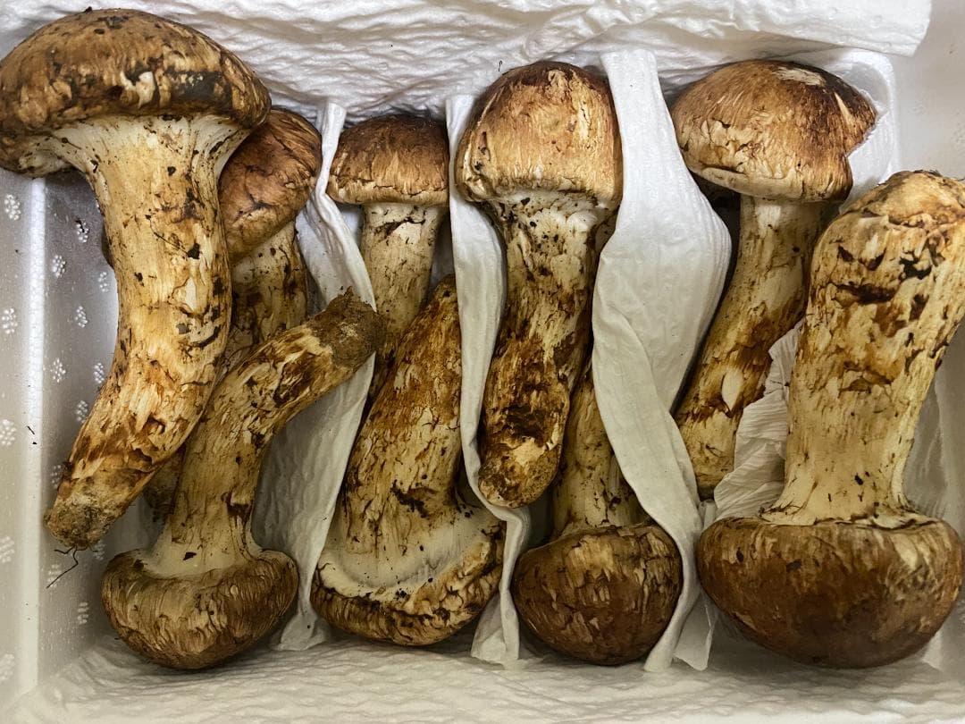 新鮮 マツタケ １ｋｇ中蕾