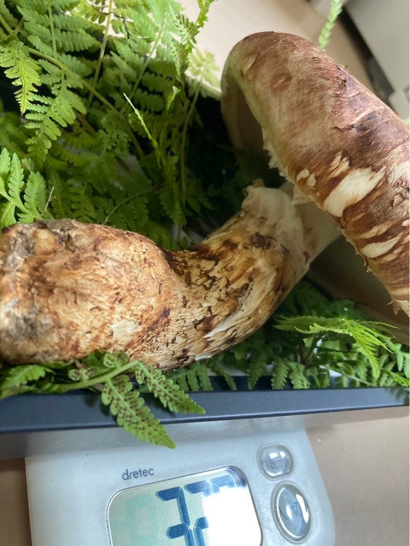 岩手県産松茸　国産松茸