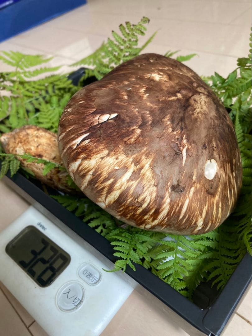 岩手県産松茸　国産松茸