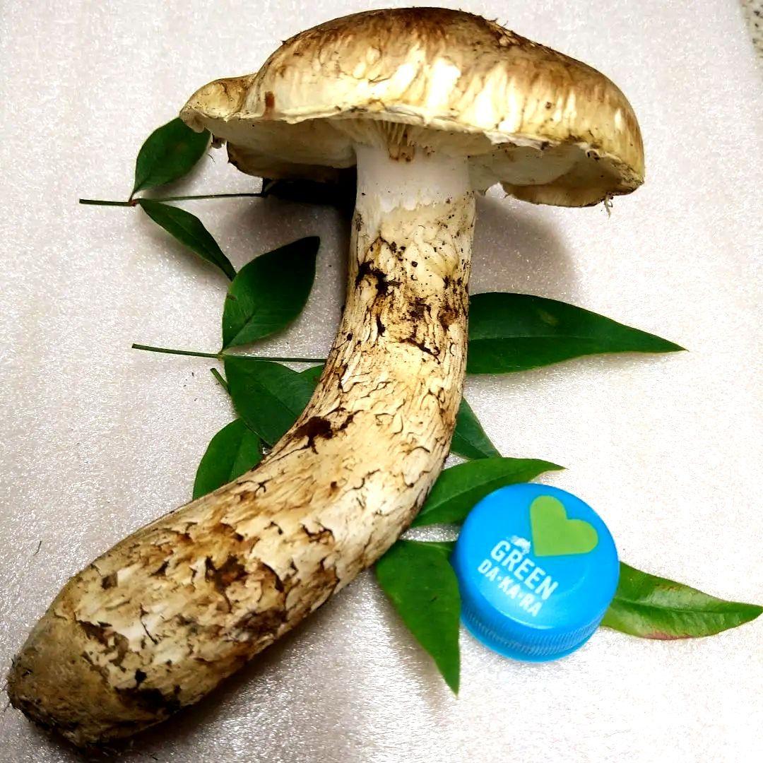 47.南信州産松茸約120g