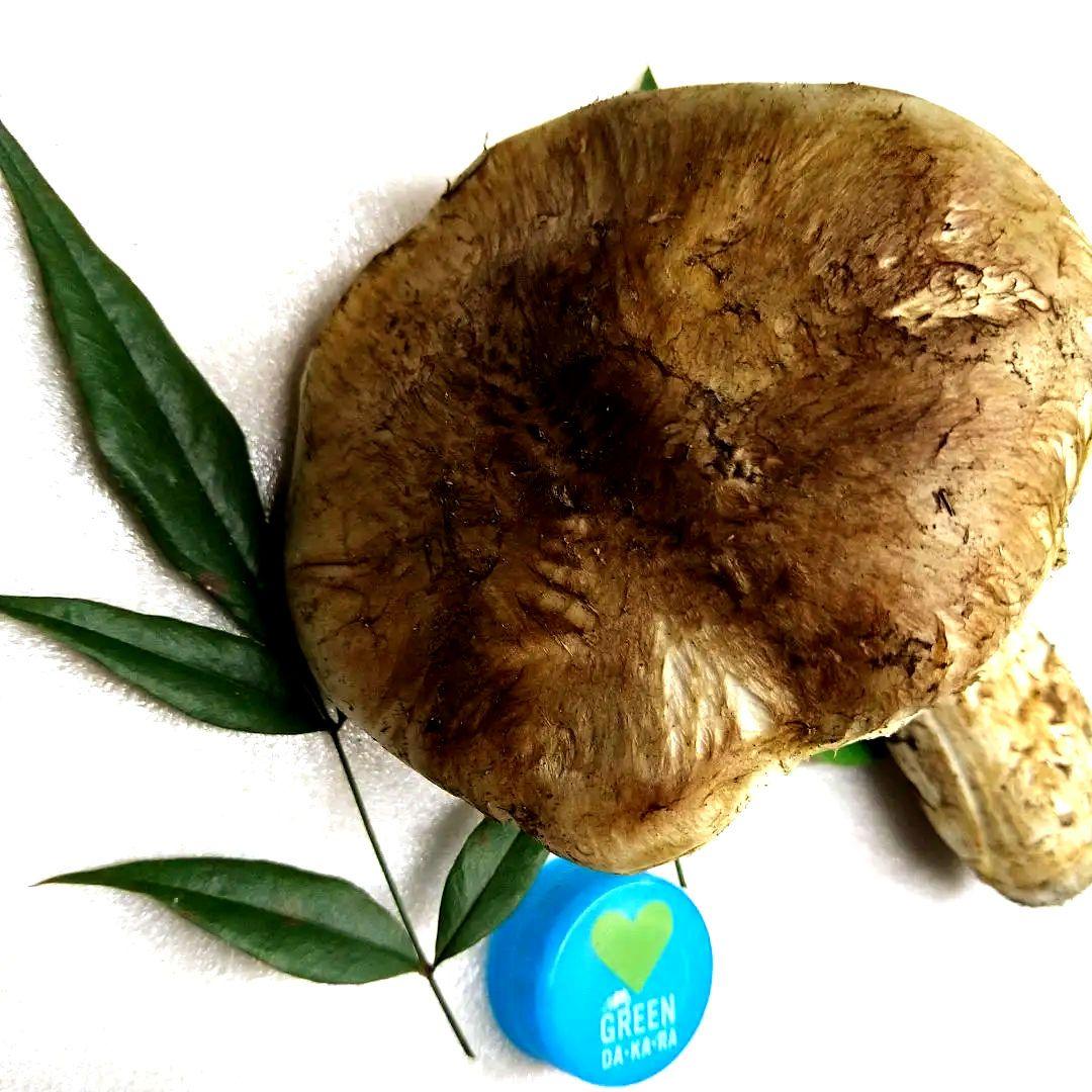 47.南信州産松茸約120g