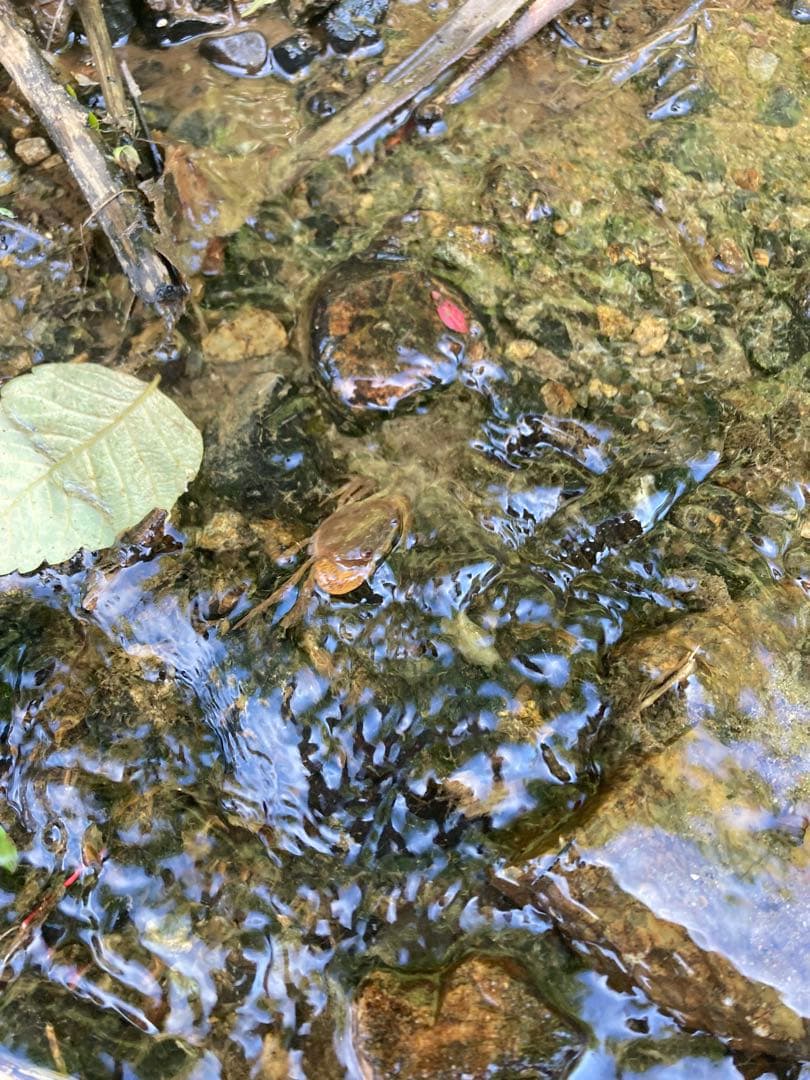 魚沼コシヒカリ精米 10kg