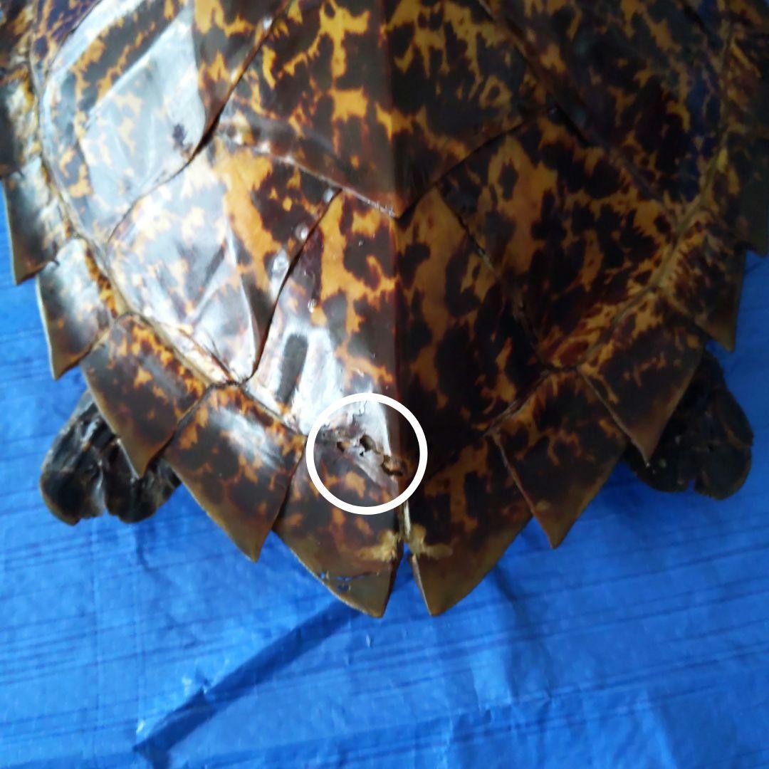 ④うみがめ〚タイマイ〛の剥製　 　壁掛けフックつき